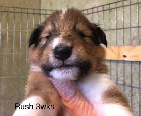 Rush 3wks